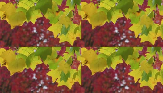 黄色的枫叶在风中摇曳。十月，枫叶在秋天从绿色变成黄色和红色。秋天大自然的概念。有选择性的重点。高清在线视频素材下载