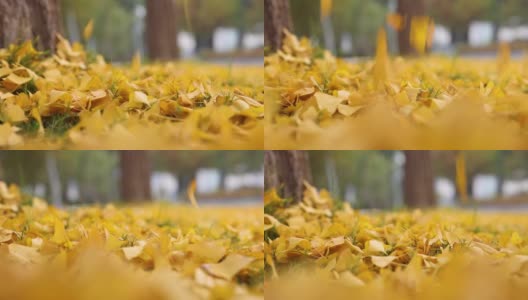 秋天的落叶飘落在地上高清在线视频素材下载