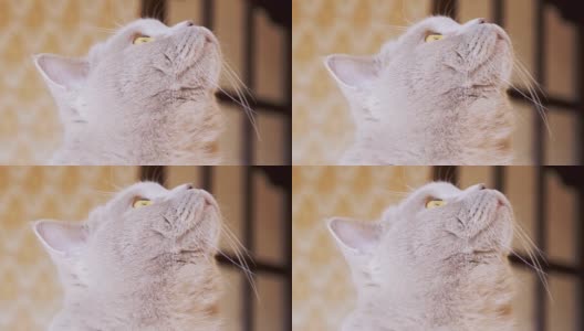 好奇的灰色，一只毛绒绒的纯种猫抬头看，目光没有移开。变焦高清在线视频素材下载