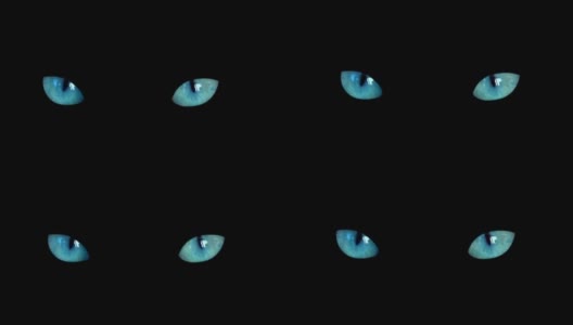 近距离观察两只蓝色的猫眼睛在黑色背景下看着相机。黑暗的万圣节蓝色猫眼睛孤立的背景高清在线视频素材下载