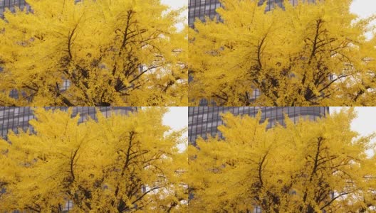 用平移镜头拍摄了一棵大型银杏树，在秋天有明亮的黄色叶子，背景是一座高层建筑。高清在线视频素材下载