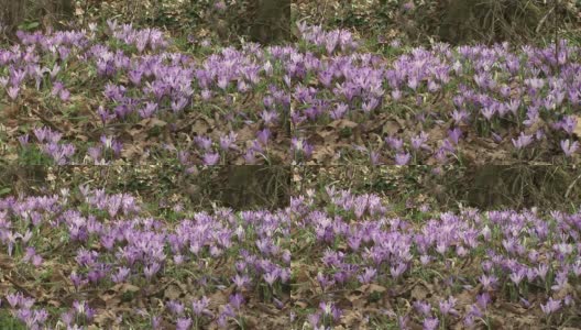 一个紫色的花坛高清在线视频素材下载