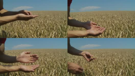 高清:小麦产量高清在线视频素材下载