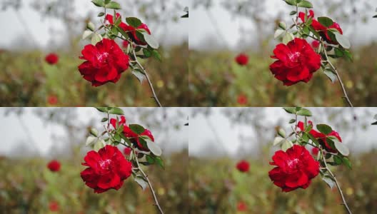 多色玫瑰随风摇曳在田野里高清在线视频素材下载