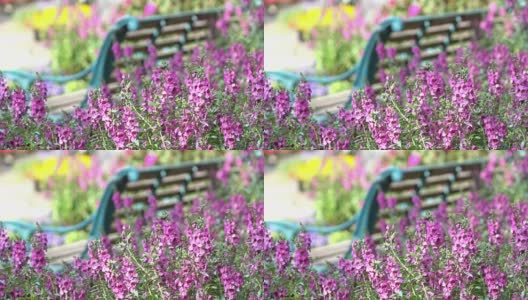 美丽的紫花在花园里盛开高清在线视频素材下载