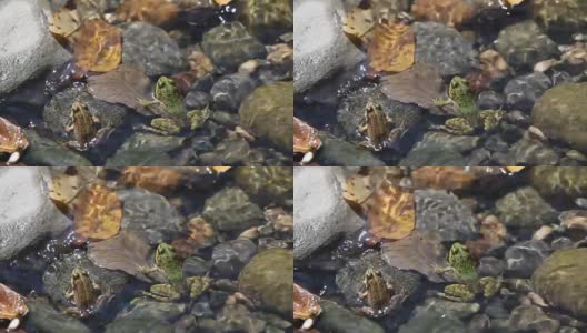 小溪和青蛙高清在线视频素材下载