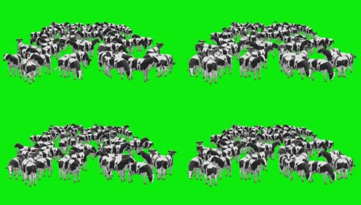 牛群绿屏(可循环)高清在线视频素材下载
