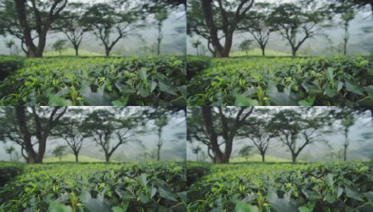 印度穆纳的茶园里，一些大树下，在一个雾蒙蒙、郁郁寡喜的日子里高清在线视频素材下载