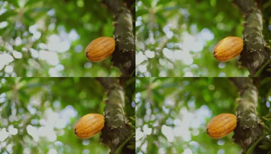 树上的巧克力水果高清在线视频素材下载