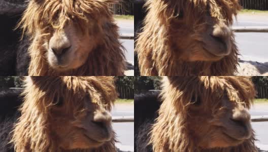 秘鲁可爱的羊驼高清在线视频素材下载
