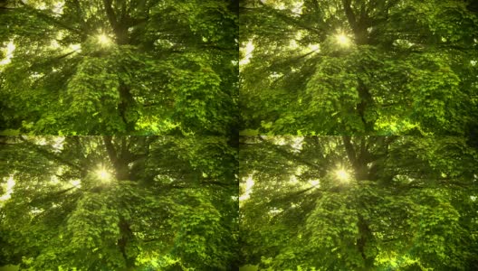 美丽的阳光穿过树。HD 1080。高清在线视频素材下载