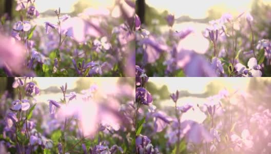 Little flowers at sunset高清在线视频素材下载