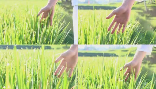 手下人在绿油油的稻田背景、农业田园风光中，近距离接触高清在线视频素材下载