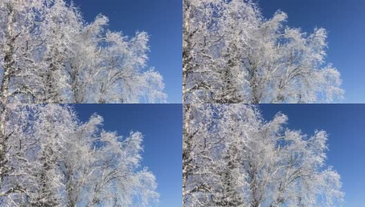 雪花从冰冻的桦树上缓缓飘落高清在线视频素材下载