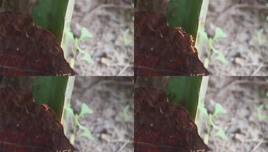 红色的蚂蚁走在干燥的叶子和仙人掌基地，在早晨的阳光。高清在线视频素材下载