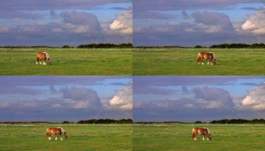 牧场上的马(高动态范围)高清在线视频素材下载