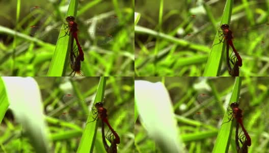 自然界中的两只蜻蜓高清在线视频素材下载