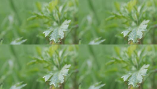 花园里带露珠的菊花叶，浅景深高清在线视频素材下载