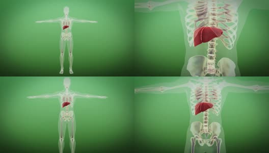 人体内的肝脏高清在线视频素材下载