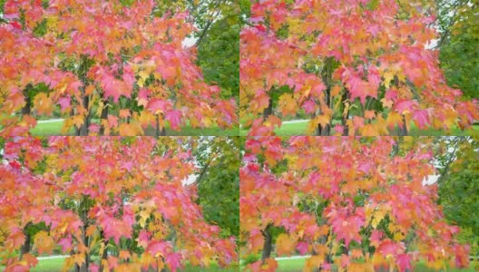 红橙色的枫叶从枫树上落下高清在线视频素材下载