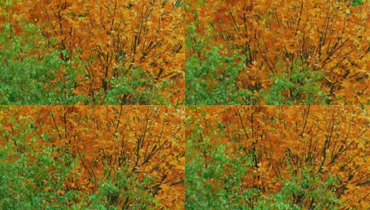 Autumn Tree / Autumn Forest /秋天的树叶高清在线视频素材下载
