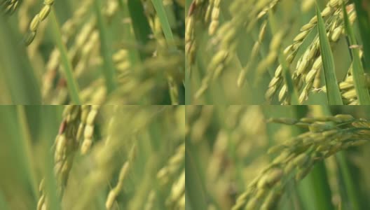 MACRO, DOF:在郁郁葱葱的水稻植株上的剥壳水稻种子和成熟作物的细节高清在线视频素材下载