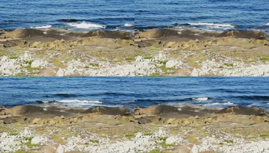 平静的海浪拍打着多岩石的海岸高清在线视频素材下载