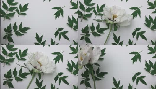 图案绿叶牡丹花植物孤立在白色背景的视频。一个男人的手在一幅画上放了一朵美丽的大朵粉红牡丹。前视图。全高清视频，240fps, 1080p。高清在线视频素材下载