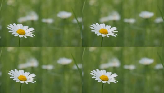 田野里的雏菊。高清在线视频素材下载