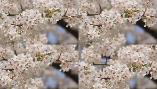 樱花的花,将日本秋田犬高清在线视频素材下载