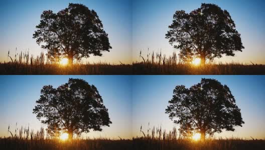 Silhouette of old maple  against  autumnal sunrise高清在线视频素材下载