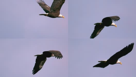 慢镜头翱翔的秃鹰特写高清在线视频素材下载