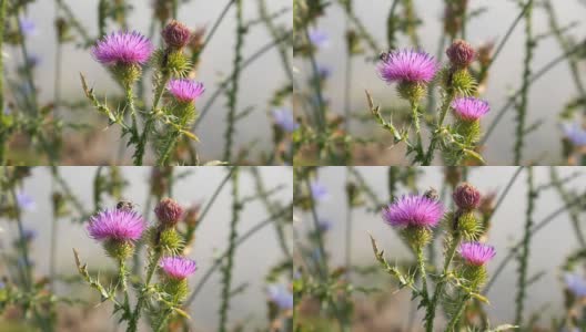 野蜜蜂在紫罗兰仙鹤花上。高清在线视频素材下载