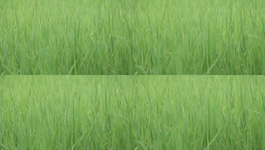 绿叶的水稻高清在线视频素材下载