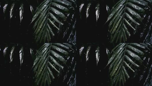 雨水落在绿叶上的慢镜头与阴天的暗色调高清在线视频素材下载