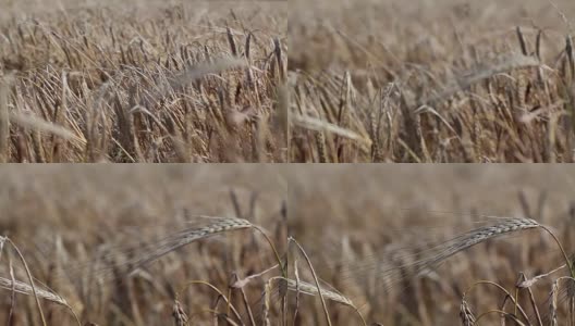 大麦秸秆高清在线视频素材下载