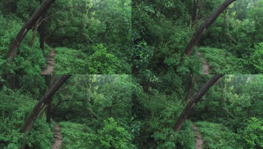 夏日清晨的热带雨林徒步旅行高清在线视频素材下载
