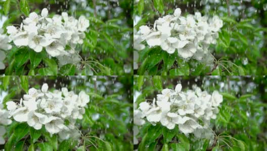 雨中盛开的樱花枝。特写镜头。缓慢的运动。水滴落在绿叶和白花上。关闭了。春天樱花盛开。高清在线视频素材下载