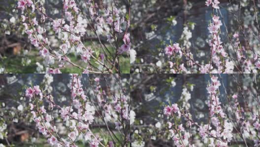 粉红色的桃花在花园里盛开高清在线视频素材下载