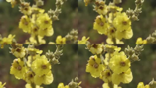 这个学名叫做Verbascum，在安纳托利亚的乡村被称为Sigirkuyrugu花。艾登/土耳其11/05/2015高清在线视频素材下载