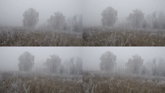 Frost on trees and grass高清在线视频素材下载