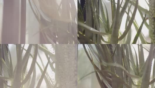家中温室种植芦荟高清在线视频素材下载