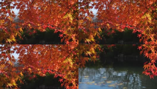 倾斜视频的秋天树叶变红。高清在线视频素材下载