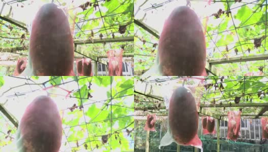 冬瓜是在加顿家长大的。高清在线视频素材下载