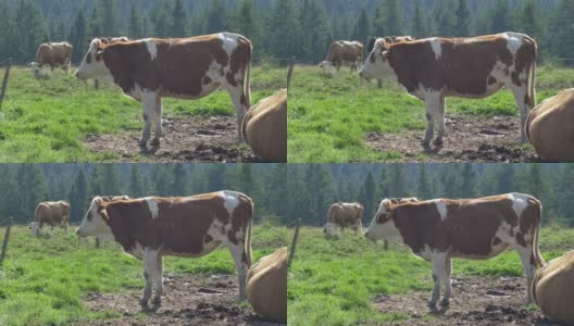 日出时分牧场草地上的一群奶牛高清在线视频素材下载
