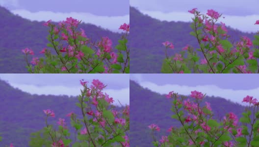 粉红色的花朵在山间随风摇曳高清在线视频素材下载