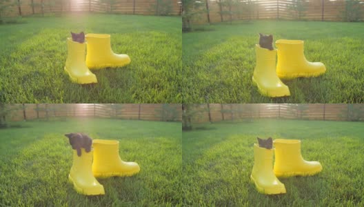 草坪上一只穿着黄色靴子的可爱小猫高清在线视频素材下载