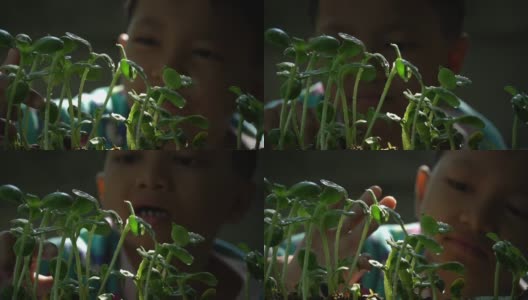 早上，一个亚洲男孩在给一小块有机蔬菜浇水。爱好在家里高清在线视频素材下载