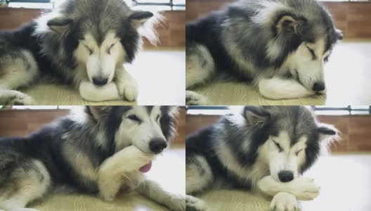 阿拉斯加雪橇犬肖像在家养宠物高清在线视频素材下载