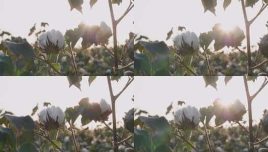 棉花采摘的季节。盛开的棉花地里劳作。在金色的夕阳下，这是收获前的作物特写。高清在线视频素材下载